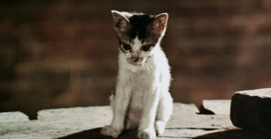 El gato de la escena del coliseo